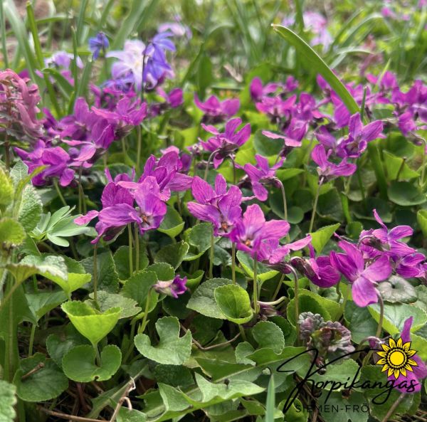 Doftviol, pluggplanta